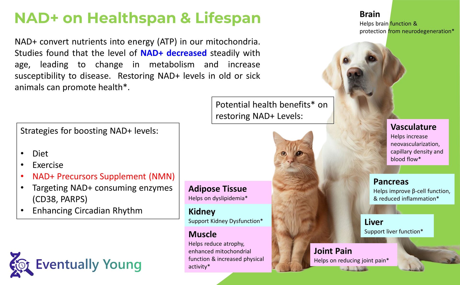 12-in-1 Kidney Support for Dog & Cat with NMN & Fisetin - Super Phosphate Binder Kidney and Liver Supplement for Feline, Canine Healthy Aging & Longevity NAD+ (60 Capsules)
