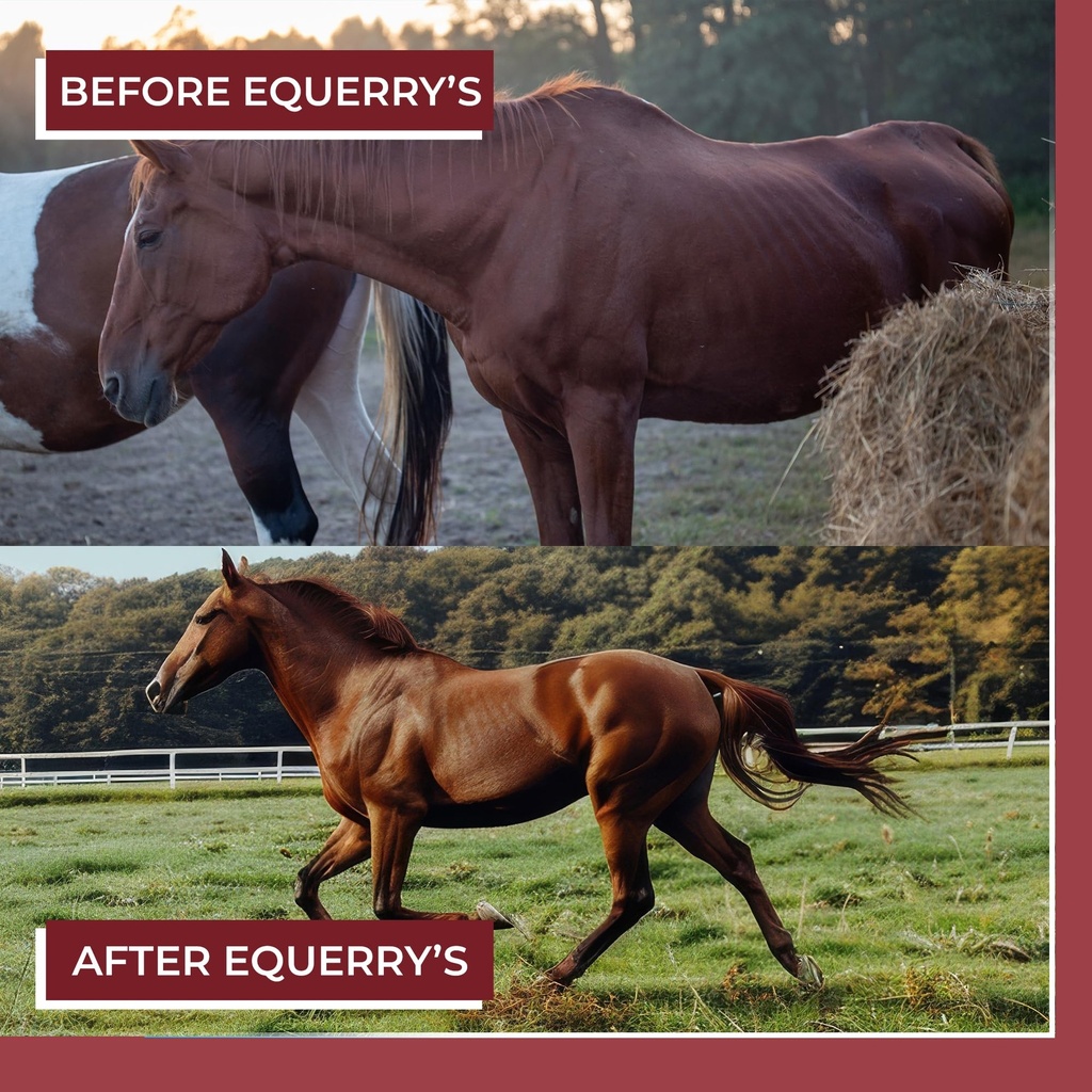 equerry-s-better-horse-belly-gut-support-4.jpg
