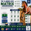 pivotal-feeds-equine-total-recovery-supp-81OYP3UpMJL.jpg