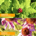 herb-pharm-certified-organic-golden-echi-6.jpg