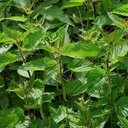 Kopřivka (Urtica Dioica) - 100 semen od OrginBud