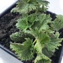 Organická bodavá kopřivka, Urtica dioica - Živá rostlina v 2,5 "Pot - přežití potravin, výživný Herb by Smoke Camp Crafts