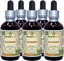 BlackBerry (Rubus fruticsus) tinktura, Organic Sured Leaves Liquid Extract (Značka: HerbalTerra, Proudly Made in USA) 5x2 fl.oz (5x60 ml)