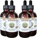 Echinacea Alcohol- Free Liquid Extract, Echinacea (Echinacea Angustifolia) Sušený Root Glycerite Hawaii Pharm Natural Bylinný doplněk 4x4 oz