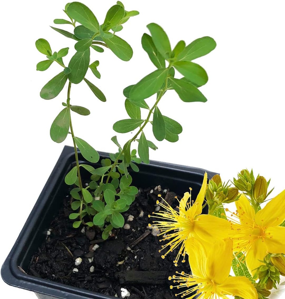 Organic Saint John 's Wort Plant, (Hypericum Perforatum) 2,5 palců Pot - St. John' s Wort Live Plant