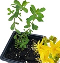 Organic Saint John 's Wort Plant, (Hypericum Perforatum) 2,5 palců Pot - St. John' s Wort Live Plant