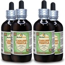 Carline Thistle (Carlina acaulis) Glycerit, Sušený kořen Alcohol- Free Liquid Extract (Značka: HerbalTerra, Proudly Made in USA) 4x4 fl.oz (4x120 ml)