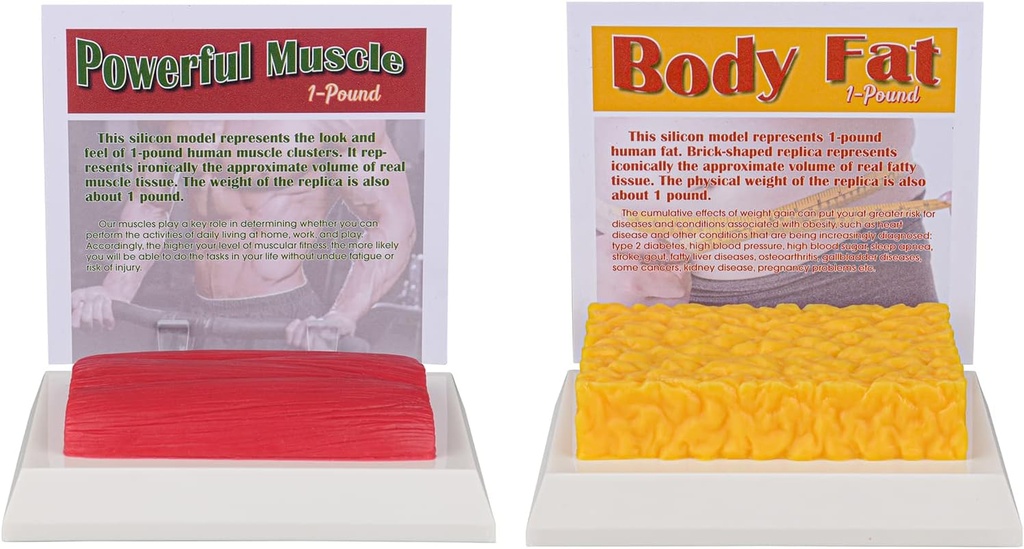 SimCoach lidské tělo tuk & svalová replika 1 Lb, udržet fit & Fitness motivace & připomínka, lidský svalový tuk model pro výživu, atlete