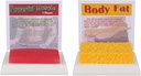 SimCoach lidské tělo tuk & svalová replika 1 Lb, udržet fit & Fitness motivace & připomínka, lidský svalový tuk model pro výživu, atlete