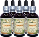 Lotus, Xi Xin (Nelumbo Nucifera) Sušený stemový tekutý extrakt (značka: HerbalTerra, Proudly Made in USA) 5x2 oz