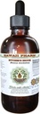 Butcher 's Broom Alcohol- Free Liquid Extract, Organic Butcher' s Broom (Ruscus aculeatus) Sušený Root Glycerite Hawaii Pharm Natural Herbal Dodatek 4 oz