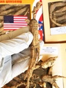 8OZ = 227g / Box American Wild Ginseng 15 ~ 20 years, Wisconsin Whole Ginseng Root Hand- Vybrané 124;