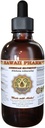 American Silvertop Liquid Extract, American Silvertop (Glehnia Littoralis) Root tinktura dodatek 2 oz