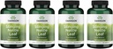 Swanson Stinging Nettle Leaf (Urtica Dioica) - Bylinný dodatek na podporu močového traktu a respiračního zdraví - May Support Health Fluid Balance - (120 Kapsle) (4 Pack)