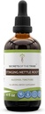 Tajemství kmene Stinging Nettle Root Alkohol Extract, High- Potency Bylinné kapky, tinktura vyrobený ze Stinging Nettle (Urtica dioica) Sušený Root 4 oz