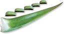 3 litry organické extra velké Aloe Vera Barbadensis zelené listy