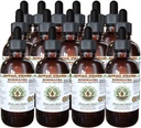 Echinacea Alcohol- Free Liquid Extract, Echinacea (Echinacea Angustifolia) Sušený Root Glycerite Hawaii Pharm Natural Bylinný doplněk 15x4 oz