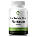 Lactobacillus Plantarum Probiotický dodatek 240 Tablety 3 bilion CFU Probiotika pro muže a ženy podporuje střevní stravovací & Gut zdraví (240, Lactobacillus Plantarum)