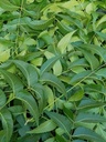 Fresh Neem Leaves, Azadirachta Indica, Margosa, z jižní Floridy. (3 OZ)