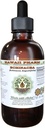 Echinacea Alcohol- Free Liquid Extract, Echinacea (Echinacea Angustifolia) Sušený Root Glycerite Hawaii Pharm Natural Bylinný doplněk 4 oz