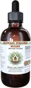 Noni Alcohol- Free Liquid Extract, Organic Noni (Morinda citrifolia) Sušené ovoce Glycerite přírodní bylinný dodatek, Hawaii Pharm, USA 2 fl.oz