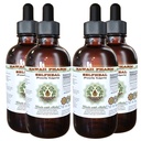 Selfheal Alcohol- Free Liquid Extract, Organic Selfheal (Prunella Vulgaris) Sušený Herb Glycerite přírodní bylinný dodatek, Hawaii Pharm, USA 4x4 fl.oz